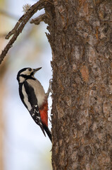 Female great spotted woodpecker Dendrocopos major thanneri. The Nublo Rural Park. Tejeda. Gran Canaria. Canary Islands. Spain.
