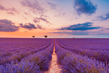 Plakat Amazing summer landscape. Lavender flowers summer sunset landscape near Valensole. Provence, France. Blooming lavender floral field under the red colors dream sunset. Beautiful nature landscape