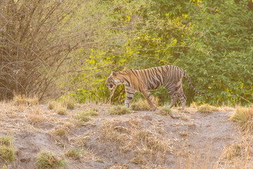 Obraz na płótnie Canvas A sub-adult tiger cub walking on a forest track on a peak summer day inside Bandhavgarh National Park during a wildlife safari