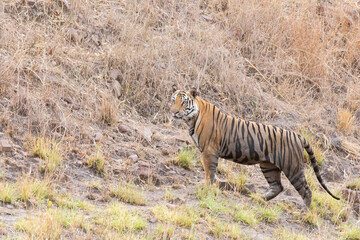 Obraz na płótnie Canvas A sub-adult tiger cub walking on a forest track on a peak summer day inside Bandhavgarh National Park during a wildlife safari
