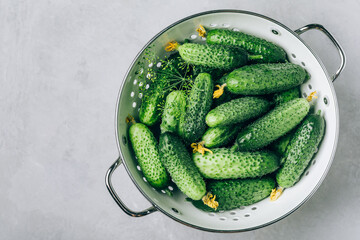 Cucumbers. Fresh green organic cucumbers in colander on gray stone background.