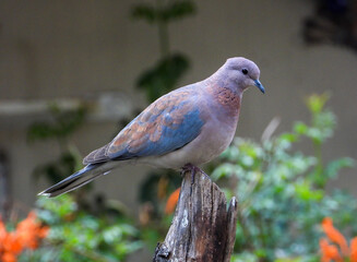 A small laughing dove perched on a dry stump in a garden in South Africa