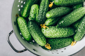 Cucumbers. Fresh green organic cucumbers in colander on gray stone background.