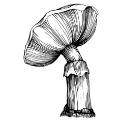 Mushroom illustration sketch for logo. Mushrooms tattoo highly detailed in line art style.