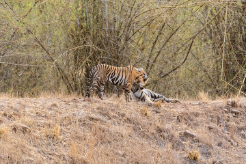 A sub-adult tiger family brother and sister resting near a waterhole on a peak summer day inside Bandhavgarh National Park during a wildlife safari