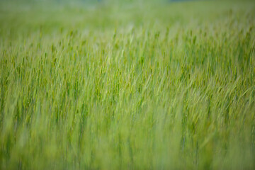 Natural texture, closeup green wheat field. Agriculture background, autumn seasonal wheat farm nature. Freshly planted growth food ingredient, beautiful rural foliage. Organic food