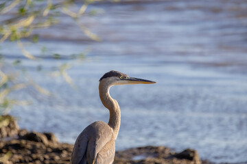 Great Blue Heron (Ardea herodias)  is the largest American heron hunting small fish, insect, rodents, reptiles, small mammals, birds and especially ducklings.