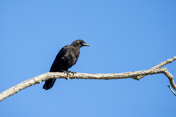 The American crow (Corvus brachyrhynchos) sitting on top of a tree 