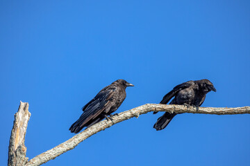 The American crow (Corvus brachyrhynchos) sitting on top of a tree 