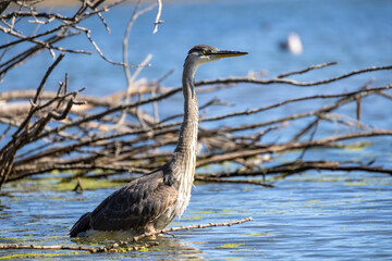 Great Blue Heron (Ardea herodias)  is the largest American heron hunting small fish, insect, rodents, reptiles, small mammals, birds and especially ducklings.