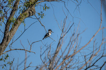 Belted Kingfisher (Megaceryle alcyon) in Wisconsin state park.  Belted kingfisher is the official mascot of UIUC in Illinois.