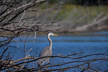 Great Blue Heron (Ardea herodias)  is the largest American heron hunting small fish, insect, rodents, reptiles, small mammals, birds and especially ducklings.