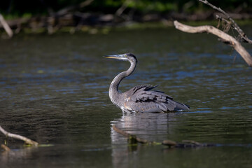 Great Blue Heron (Ardea herodias) on the hunt.