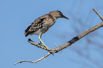 The black-crowned night heron (Nycticorax nycticorax). A Young bird sitting on a branch 