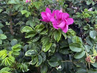 Rosehip bush and flowers.