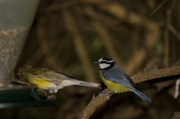 African blue tit Cyanistes teneriffae hedwigii waiting to eat in a bird feeder. The Nublo Rural Park. Tejeda. Gran Canaria. Canary Islands. Spain.