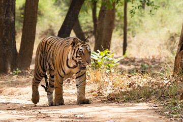 Fototapeta premium A male sub-adult tiger cub walking on a forest track on a peak summer day inside Bandhavgarh National Park during a wildlife safari
