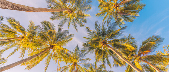 Abstract summer background of coconut colors leaves against bright sunset sky, low angle view of...