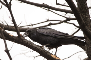 Canary Islands raven eating. Llanos de Ana Lopez. Gran Canaria. Canary Islands. Spain.
