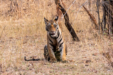 A sub-adult tiger cub walking on a forest track on a peak summer day inside Bandhavgarh National Park during a wildlife safari