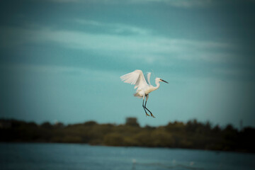 The little egret is a species of small heron in the family Ardeidae.