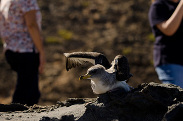 Cory's shearwater Calonectris borealis during a release of young birds. Gran Canaria. Canary Islands. Spain.