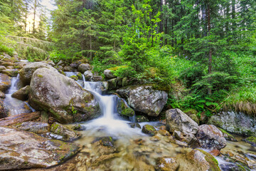 Naklejka na ściany i meble Beautiful close up ecology nature landscape with mountain creek. Abstract long exposure forest stream with pine trees and green foliage background. Autumn tiny waterfall rocks, amazing sunny nature