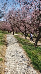 cherry blossoms in full bloom during winter in a park located in Campos do Jordão, Brazil.