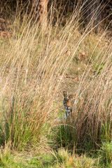 A sub-adult tiger cub walking on a forest track on a peak summer day inside Bandhavgarh National Park during a wildlife safari