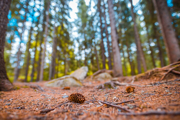 Beautiful majestic evergreen forest. Mighty pine, spruce trees, moss, plants, closeup pine cone on...
