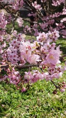 Fototapeta premium cherry blossoms in full bloom during winter in a park located in Campos do Jordão, Brazil.