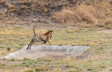 A sub-adult cub hunting a langur inside Bandhavgarh Tiger Reserve on a hot summer day during a wildlife safari