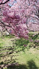 cherry blossoms in full bloom during winter in a park located in Campos do Jordão, Brazil.