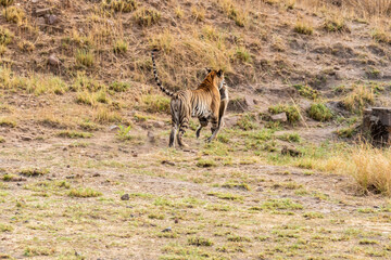 Naklejka na ściany i meble A sub-adult cub hunting a langur inside Bandhavgarh Tiger Reserve on a hot summer day during a wildlife safari