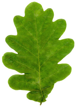 oak leaf transparent PNG