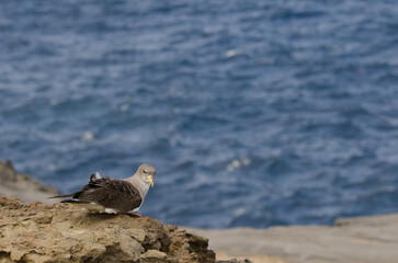 Juvenile cory's shearwater Calonectris borealis during a release. Gran Canaria. Canary Islands. Spain.