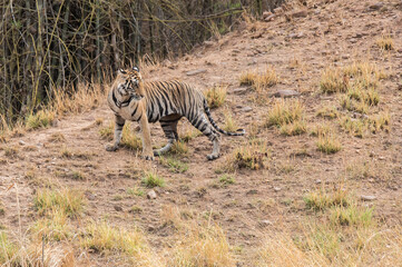 A sub-adult tiger cub walking on a forest track on a peak summer day inside Bandhavgarh National Park during a wildlife safari