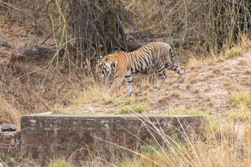 A sub-adult tiger cub walking on a forest track on a peak summer day inside Bandhavgarh National Park during a wildlife safari