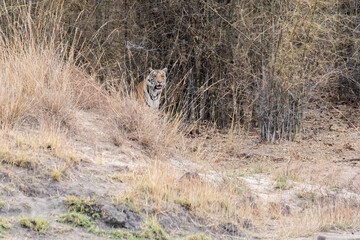 A sub-adult tiger cub walking on a forest track on a peak summer day inside Bandhavgarh National Park during a wildlife safari