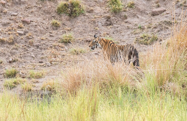 A sub-adult tiger cub walking on a forest track on a peak summer day inside Bandhavgarh National Park during a wildlife safari