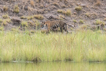 Fototapeta premium A sub-adult tiger cub walking on a forest track on a peak summer day inside Bandhavgarh National Park during a wildlife safari