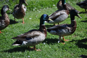 group of ducks