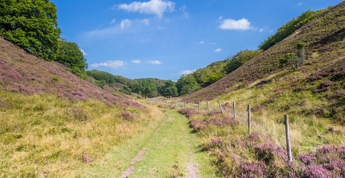 Panorama of the walking path through the hlls of Rebild Bakker National Park