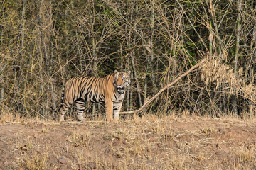 A sub-adult tiger cub walking on a forest track on a peak summer day inside Bandhavgarh National Park during a wildlife safari