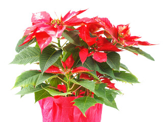 christmas star (Poinsettia Euphorbia pulcherrima) plant transpar