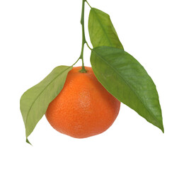 mandarin fruit transparent PNG