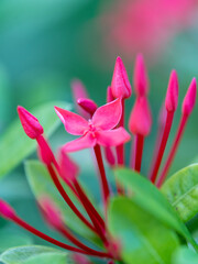 Fototapeta premium close up of pink flower