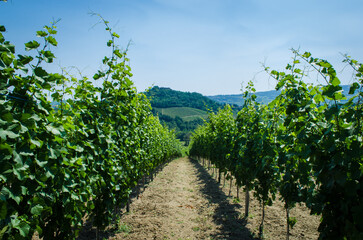 Le vigne dell'Oltrepo pavese lungo la Via degli abati, cammino che parte da Pavia e arriva a Pontremoli