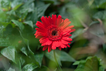 deep red gerber daisy with foliage