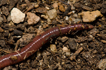 Close up of a earthworm. Las Palmas de Gran Canaria. Gran Canaria. Canary Islands. Spain.
